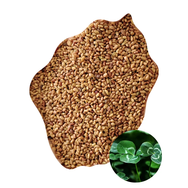 Alfalfa grass seed for cattle sheep duck goose, Alfalfa seeds with many years grow plants good quality Sweet elephant grass root