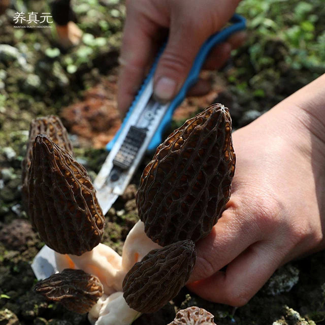 Preferred Price Morels High Quality Mushrooms Dried Morels Mushroom Dried Mushrooms for Soup Food Dried ODM OEM