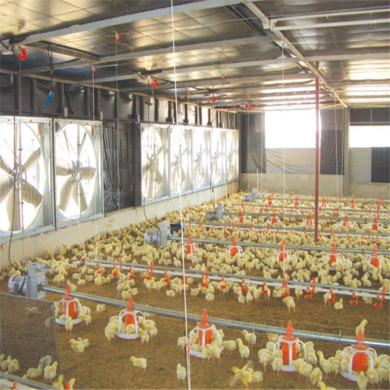 Automatic Chicken Feeding Line for Broiler Farm Poultry Tunnel Ventilated Equipment Feed System Poultry Farm Design