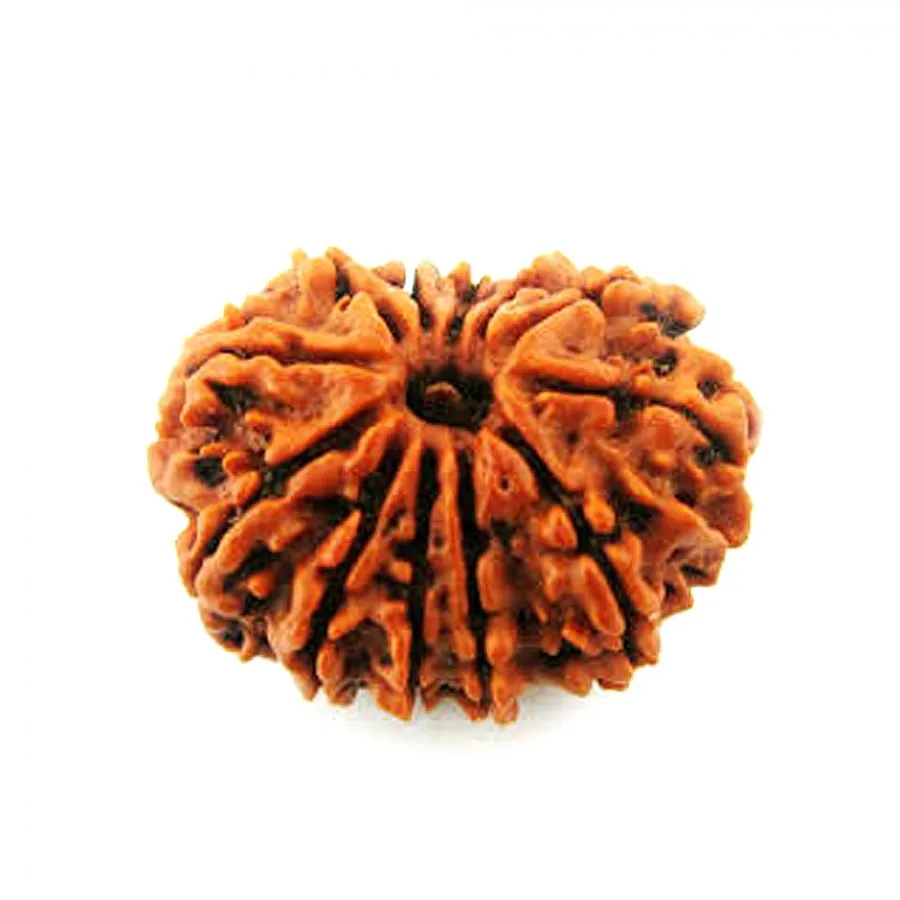  12 MUKHI RUDRAKSHA FROM