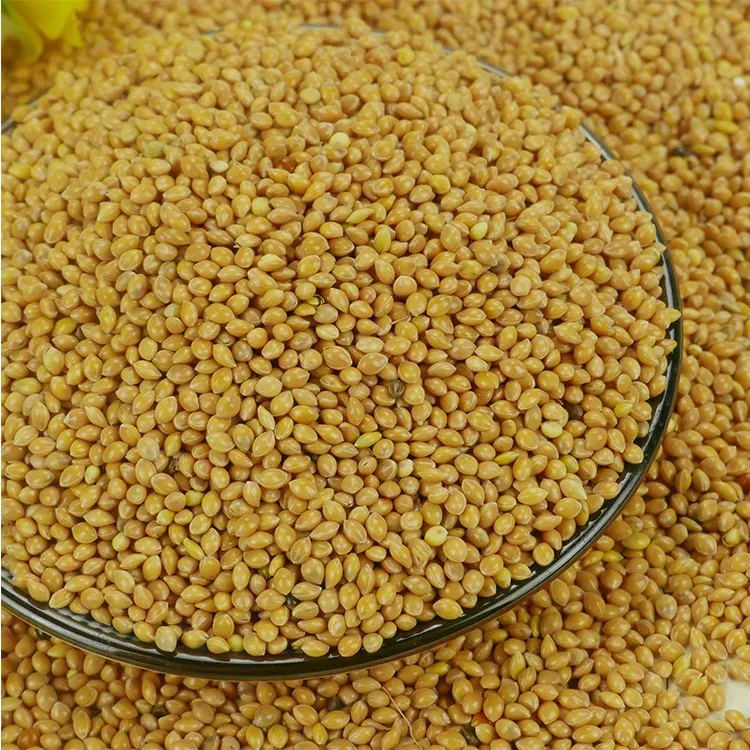 The new crop is native to Yellow Broomcorn Millet and which can be used as food for birds