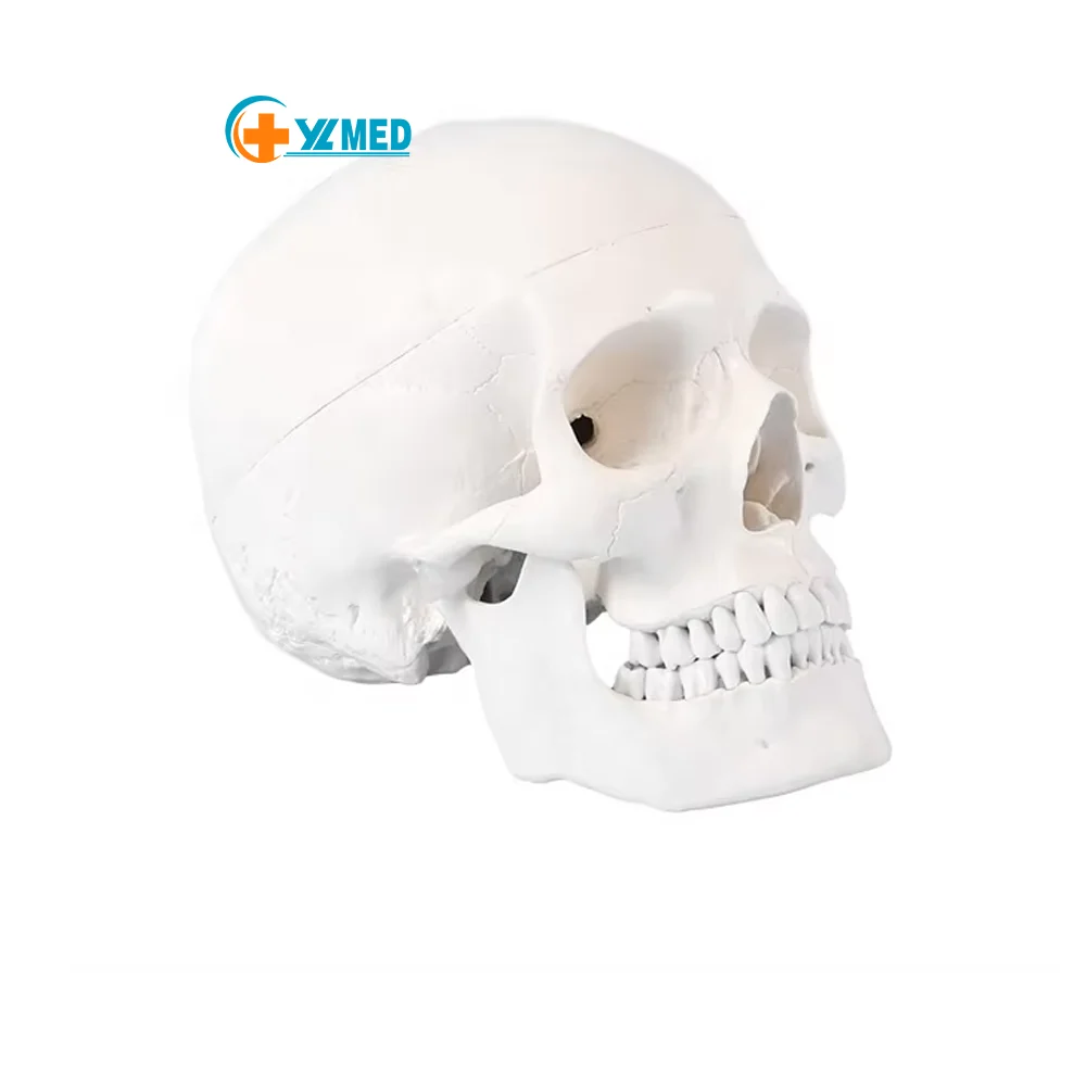 Adult Skull Anatomical Model Life Size Human Skull Model 3 Parts Lab with Removable Skull Articulated Models