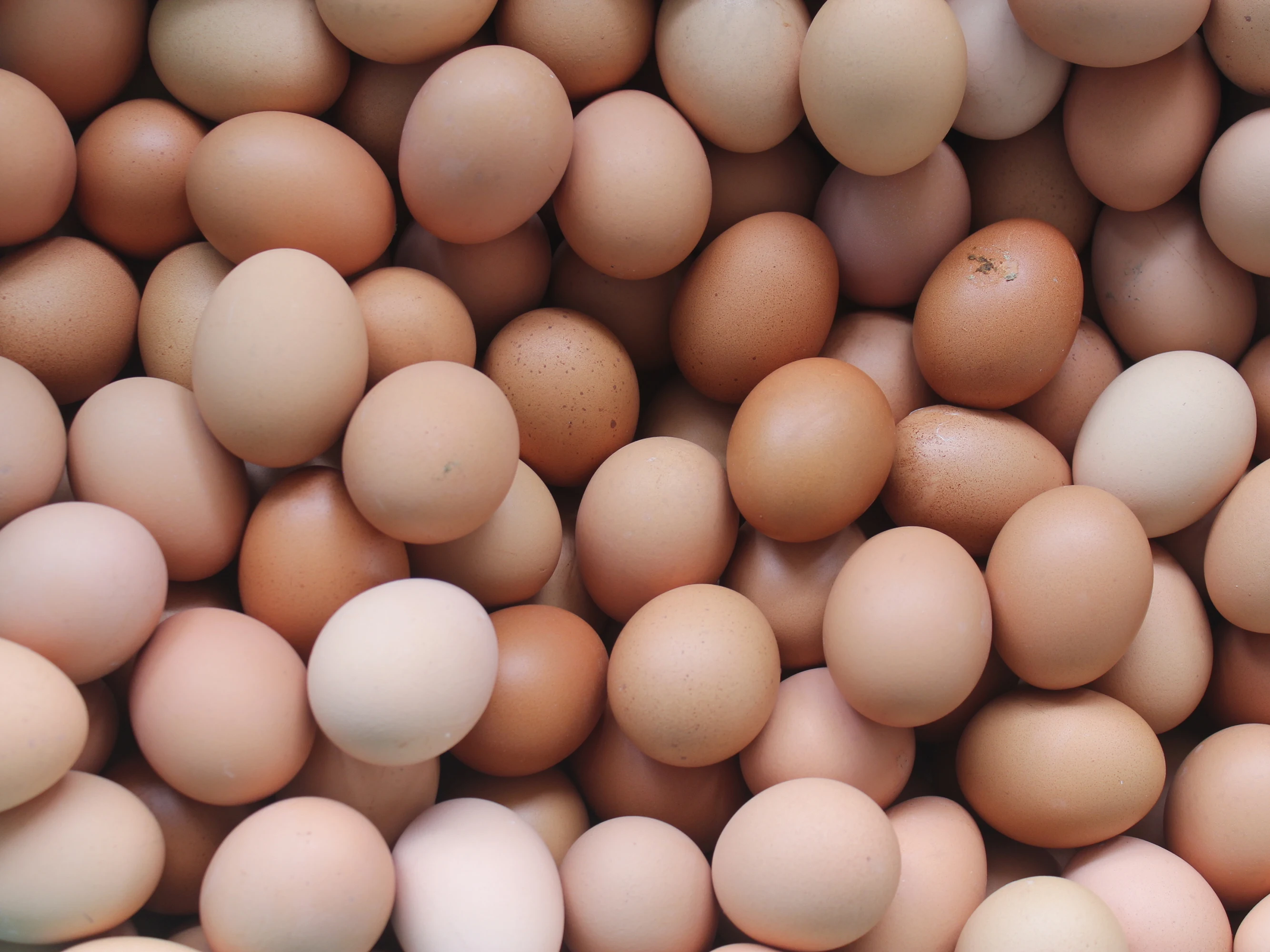 Chicken Table Eggs Export Fresh Eggs