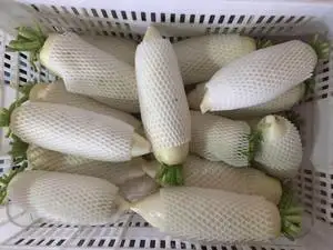 Новый Урожай свежего белого редиса, завод предлагает зеленые овощи, экспортная цена, редис