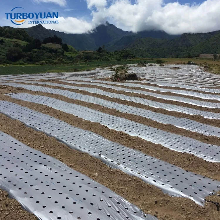 agricultural perforated ground cover film biodegradable silver black pe plastic mulch film with holes for pineapple