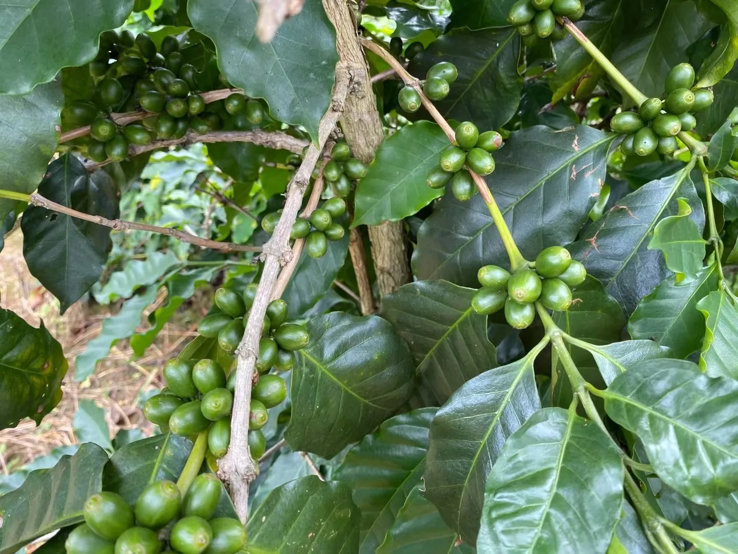 100% Robusta 250g Dark Roasted Coffee Beans From China 1kg/500g/250g coffee bag