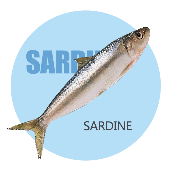 Замороженная рыба скумбрия Сардина Бонито