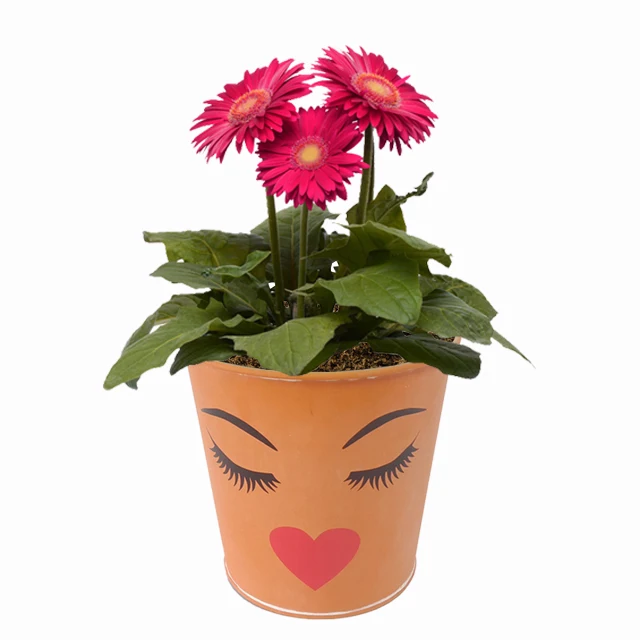 Galvanized Iron Planter Metal Plants Container Farmhouse Buckets Face Decorative Flower Pot Home Indoor Bedroom Fresh Tubs
