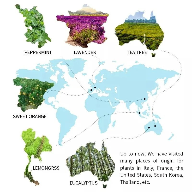 Crude Vetiver Essential Oil Organic For Perfume - 100% Pure Natural Indonesia Vetiveria zizanioides Steam Distilled | Bulk,1kg