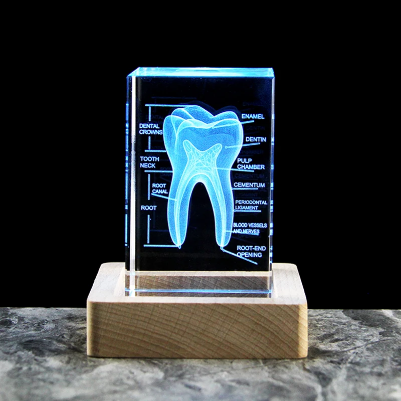 Clear Crystal Cube With Teeth Artificial Enlarged Natural Tooth Dental Data Model Laser Engraved For Student Practice