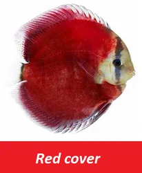 Fish - Best Selling Wholesale Discus Aquarium Fish - Live Discus Fish Various Types and Colors