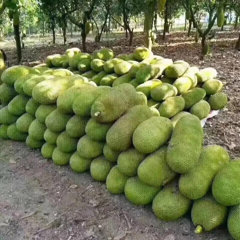 
Premium Jackfruit Snack Made From Real Nature Best Seller From Thailand 