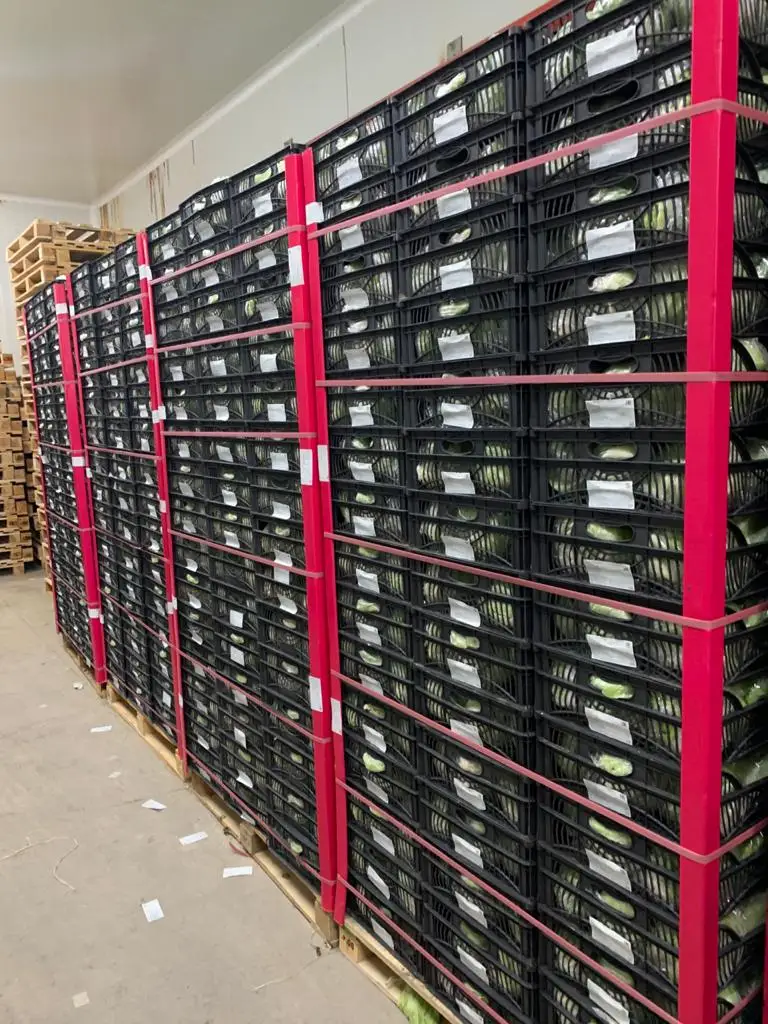 Оптовая продажа свежие овощи айсберг