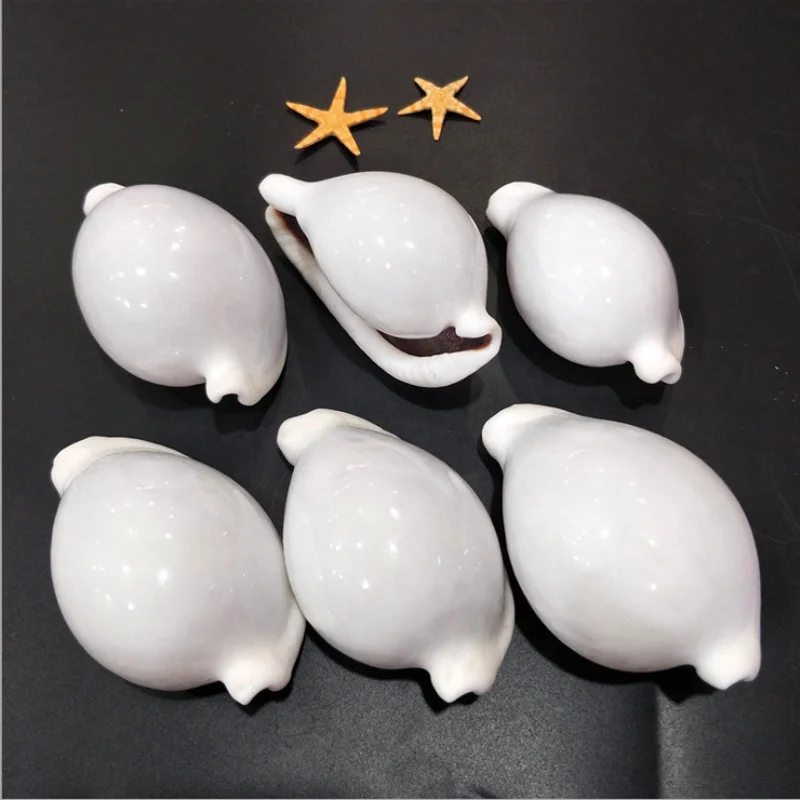 6-8 cm Natural White Rabbit Conch Seashells Shell Conch Beach Decorations For Home Wedding aquarium Fish Tank