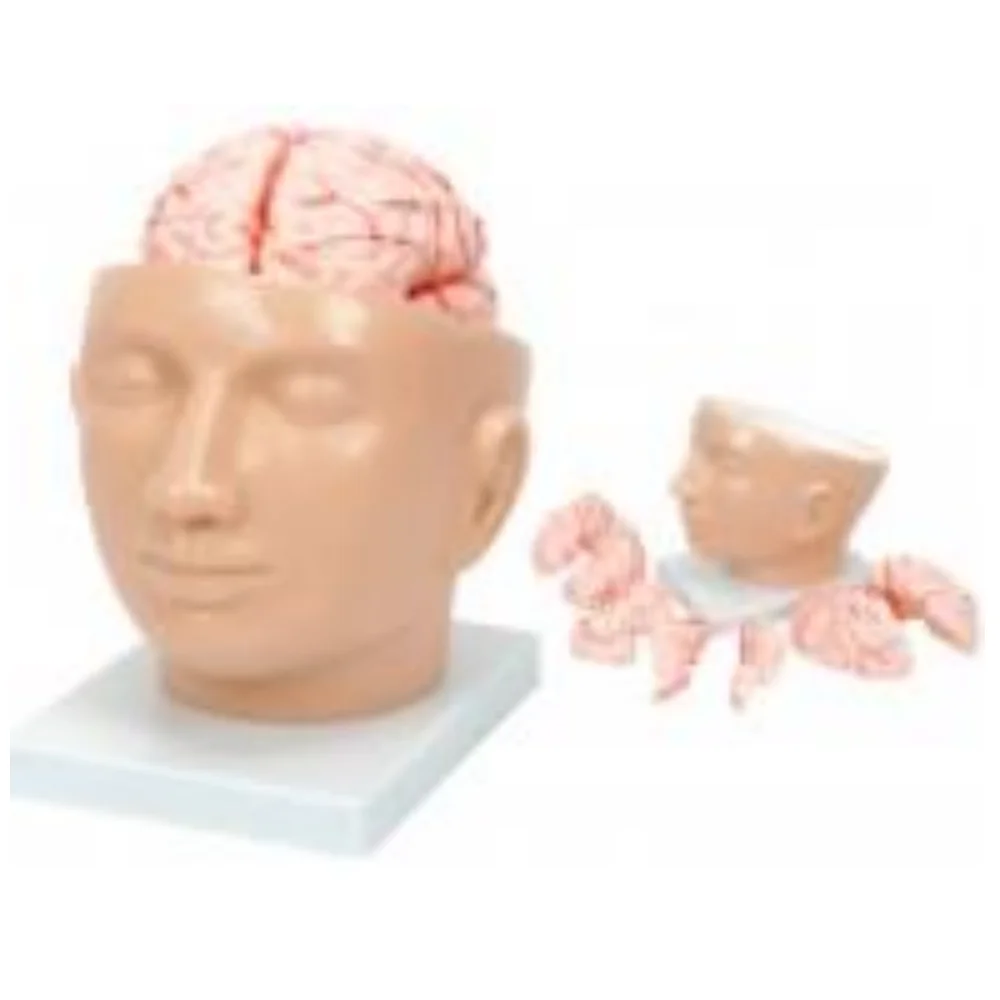YA/N028A skull model can be divided into 9 parts head anatomy with cerebral artery model