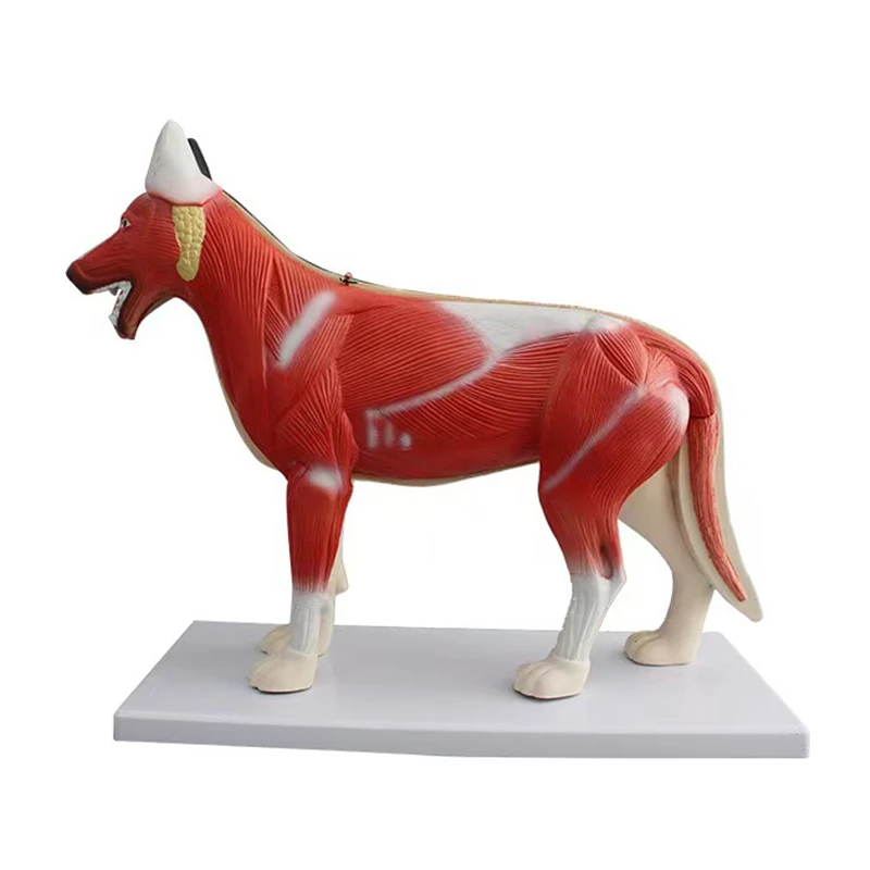 Dog Torso Anatomy Medical Anatomic  Detachable Animal Model  Used for Teaching