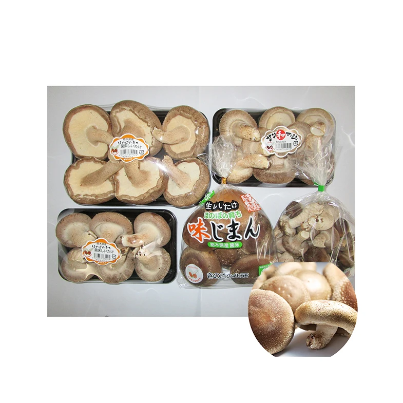Japanese popular high quality healthy spawn fresh mushroom with nutrients