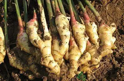
Chinese fresh mature super healthy ginger 