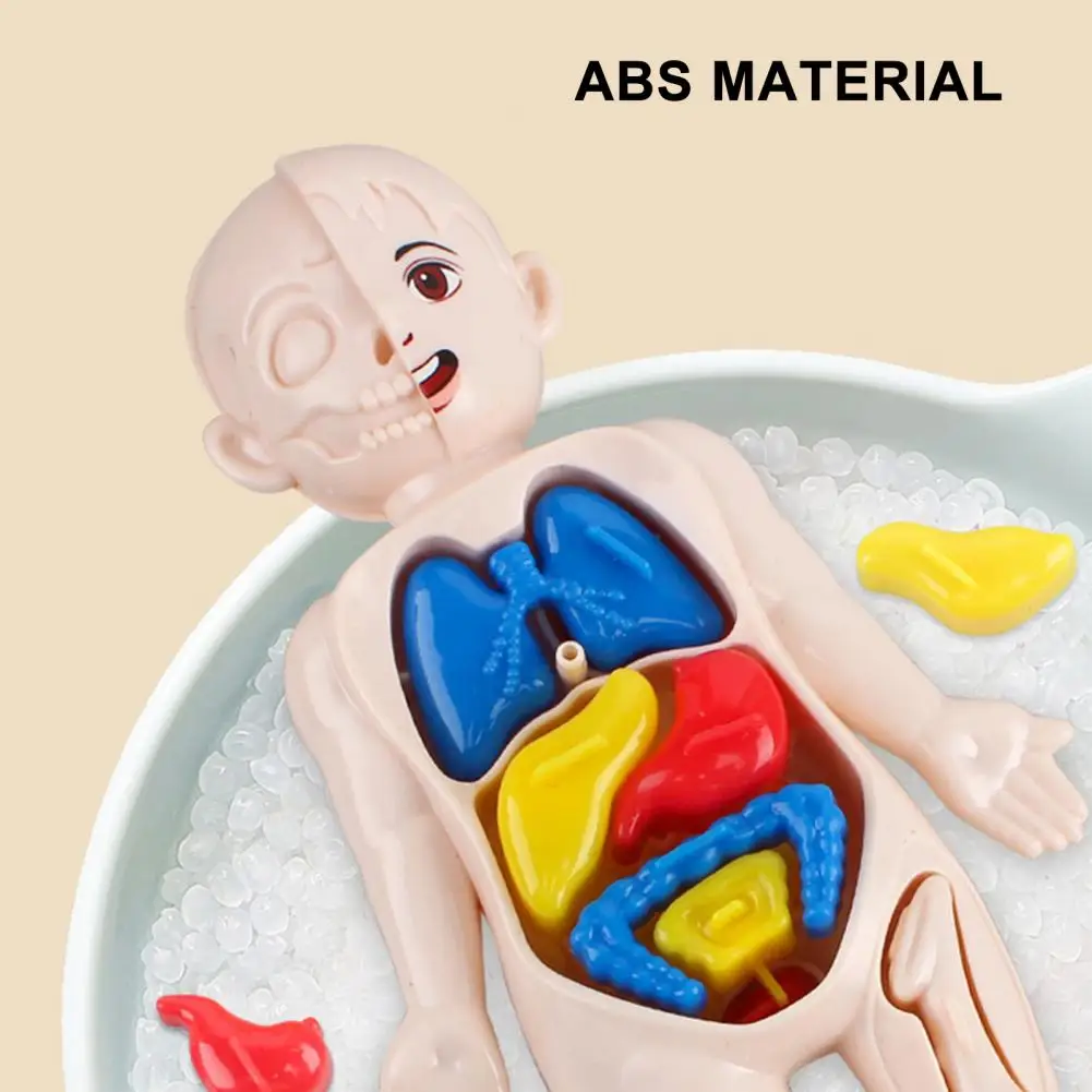 Children Toy Dolls Human Body Model 3D Organ Montessori Puzzle Human Body Anatomy Model Kids Educational Learning Assembled Toy