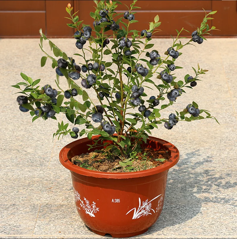 
Wholesale nursery hot sale blueberry seedlings 