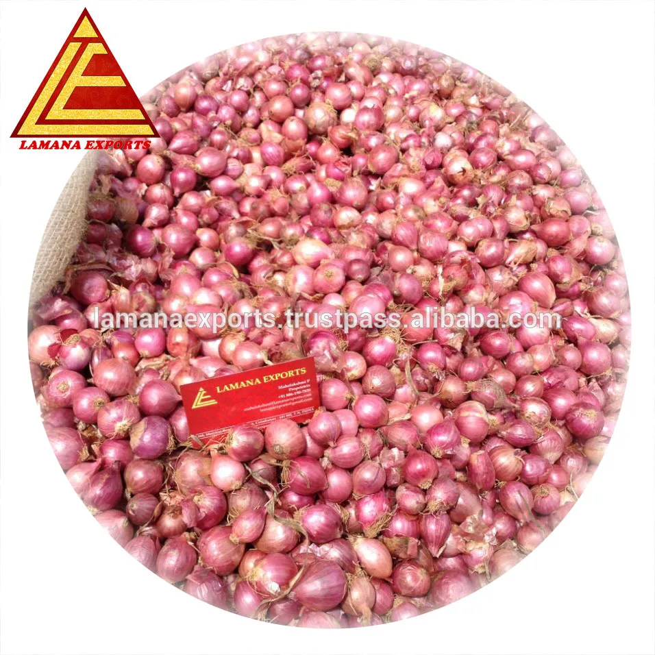 Fresh Indian Big Onion for Thailand 45mm up above Premium Quality