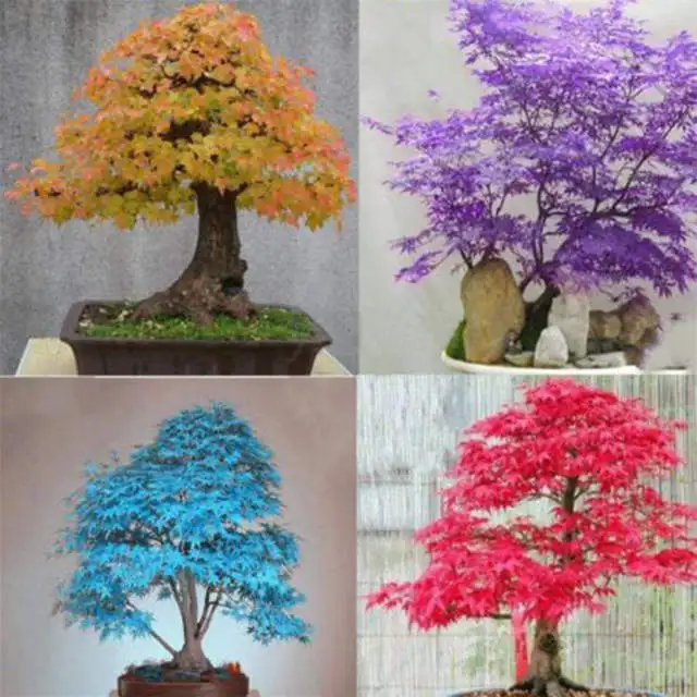 
Acerpalmatum Seeds Hong feng Best price bulk Acer palmatum seeds Acer rubrum Japanese Maple tree seeds for 