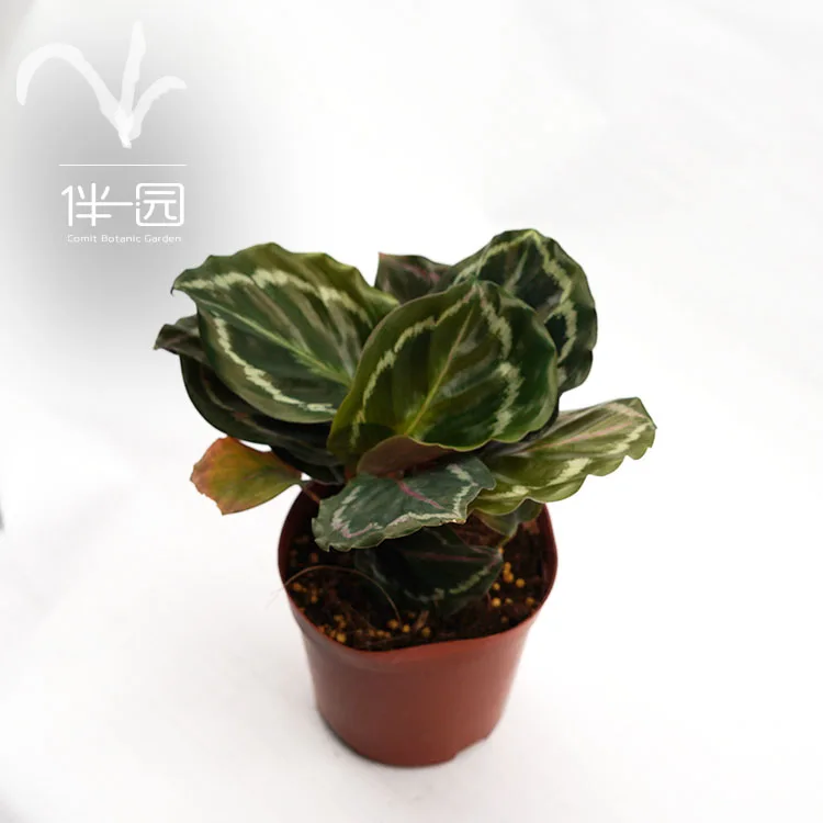 
Wholesale Natural green Plants Bonsai Calathea Medallion 