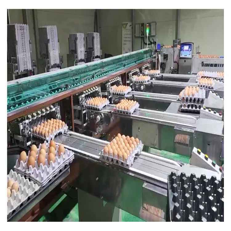 Multifunctional Automatic Egg Grading Packing Machine 500 Capacity New and Used for Chicken Egg Sorting and Packing