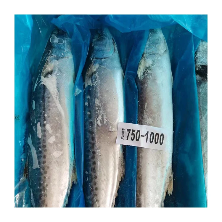 Горячая Распродажа по хорошей цене морепродукты замороженная рыба 10 кг Ctn замороженная скумбрия 500-700 замороженная скумбрия