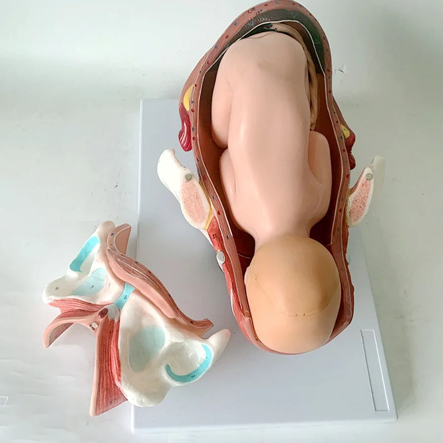 Detachable Anatomical Model of Full-Term Fetal Delivery Neonatal Process