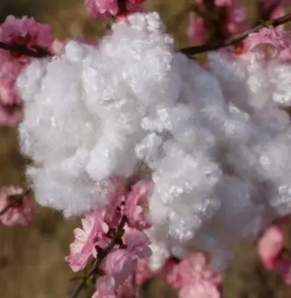 good quality white 100% Polyester 20D*64mm HC Polyester Staple Fiber for filling Polyester Fiber Manufacturers and Suppliers