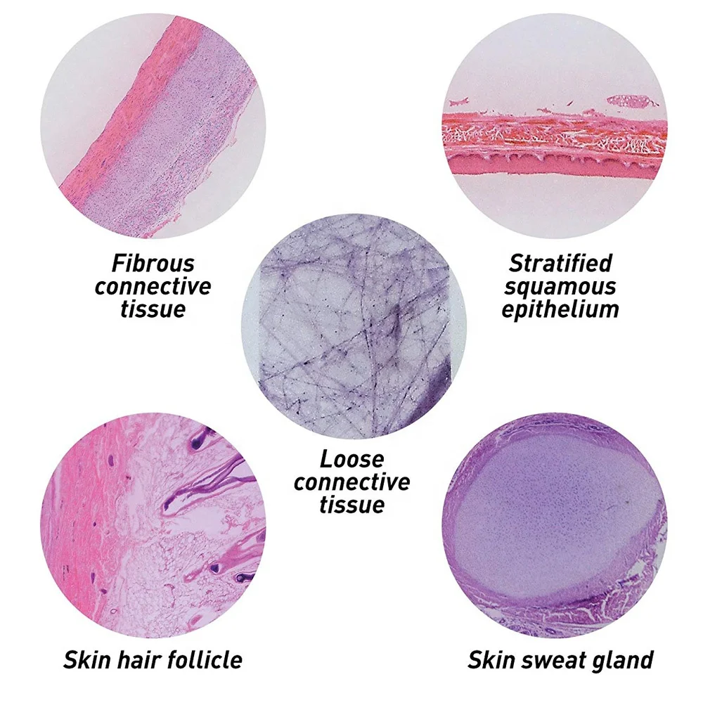 Teaching Resources Glass Slides High Quality Cover Glass Human Skin Sec Through Hair Slides Human Histology Slides