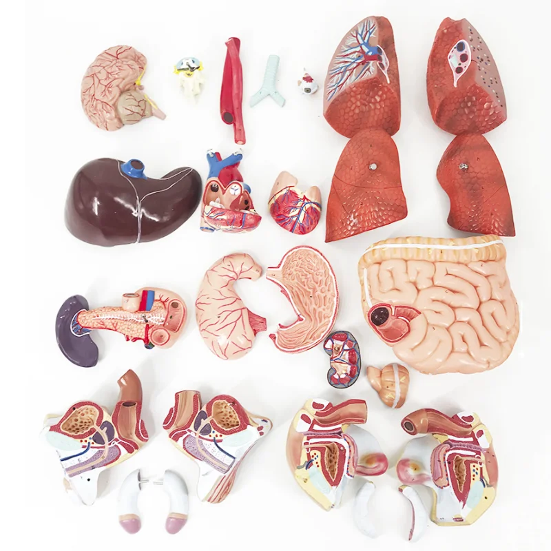 BMN/T011 85CM Dual Sex Human Torso Model 27 Parts mannequin torso anatomy