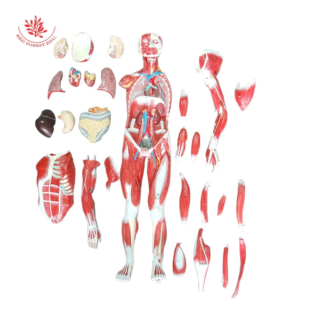 FORESTEDU 80cm 27 parts Medical Anatomy Skeleton Anatomical Human Muscular Model Medical Science Human Muscle Anatomy Model