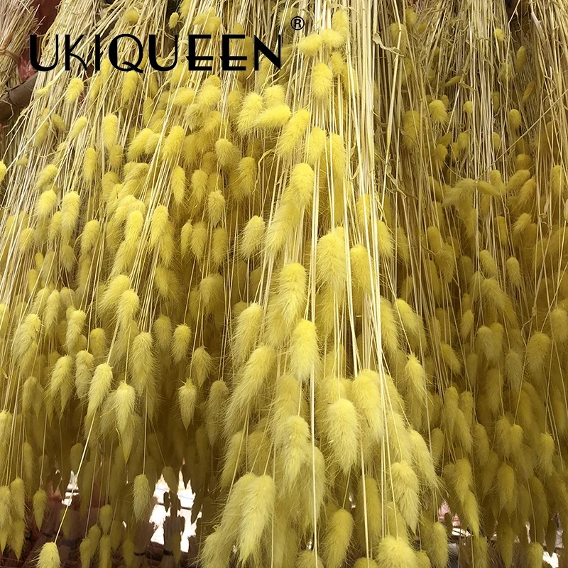 Yunnan Culinan factory wholesale dried flowers lagurus ovatus bouquet bundle hare rabbit bunny tail grass