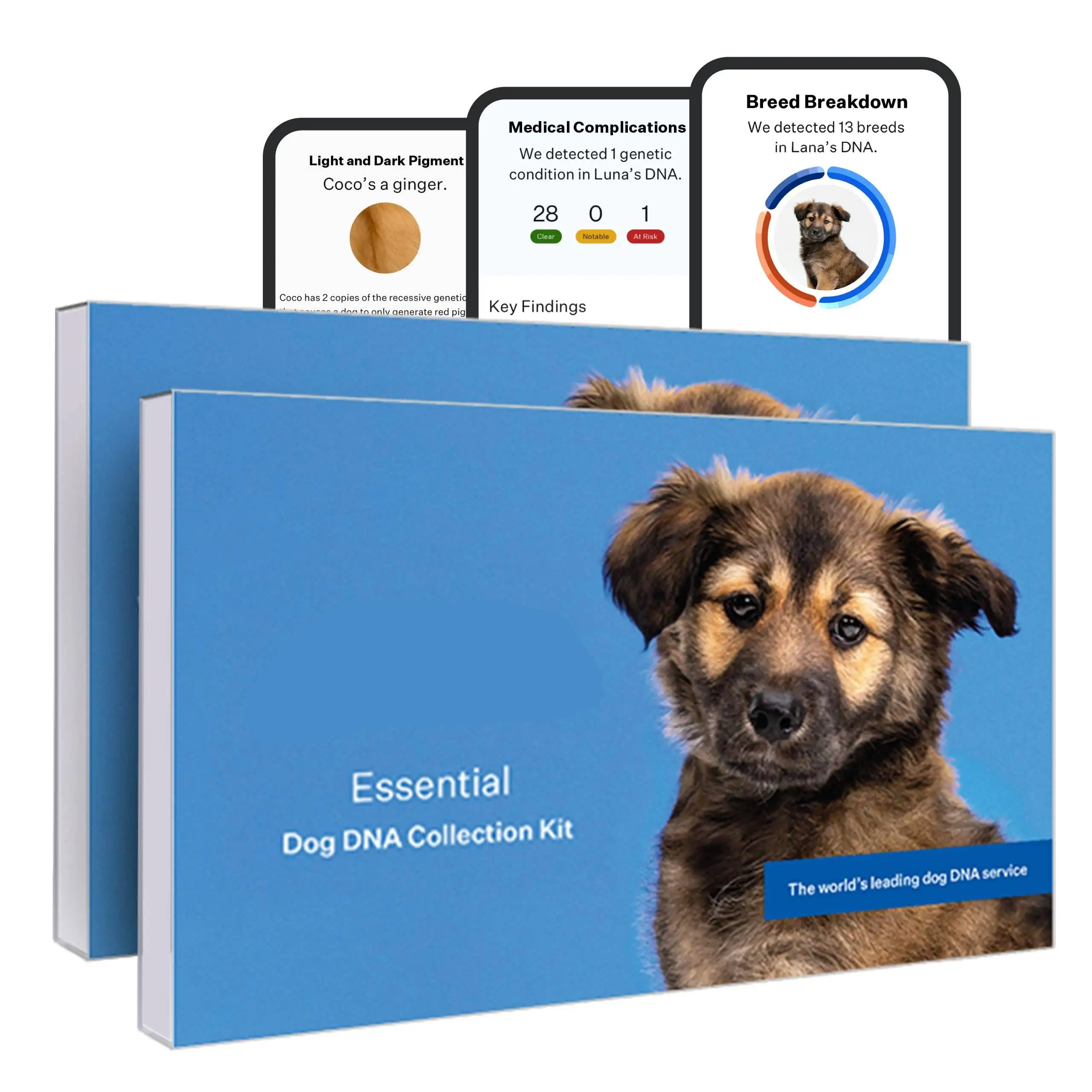 Most Accurate Dog DNA Test Kit for Breed ID and Ancestry | 25+ Genetic Health Conditions | Traits | Relatives