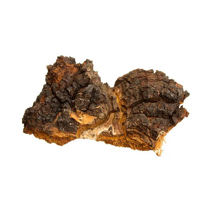 30% Chaga extract Chaga powder
