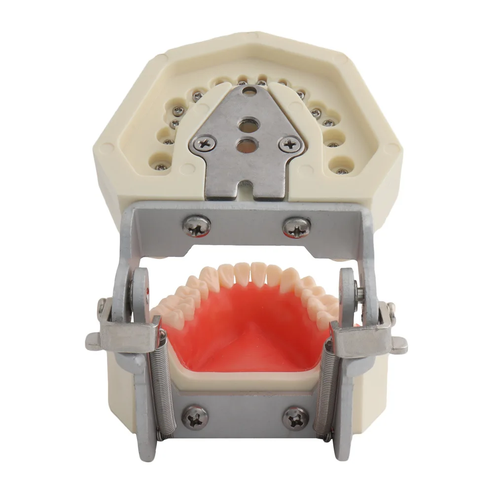 Study on Removable 28/32 Plastic Human Dental Practical Denture Model for Medical Teaching