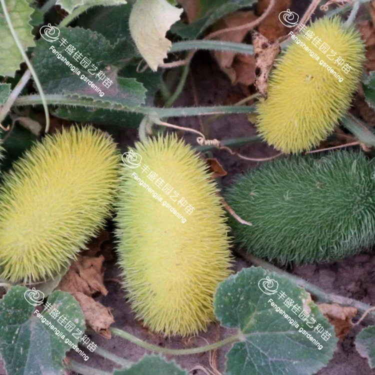 
China high-quality bulk ornamental cucumbers 