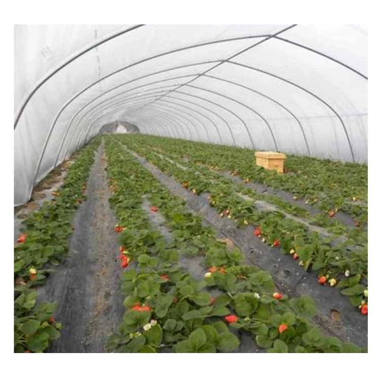 Free design high tunnel strawberry fruits greenhous plastic greenhouses used for sale