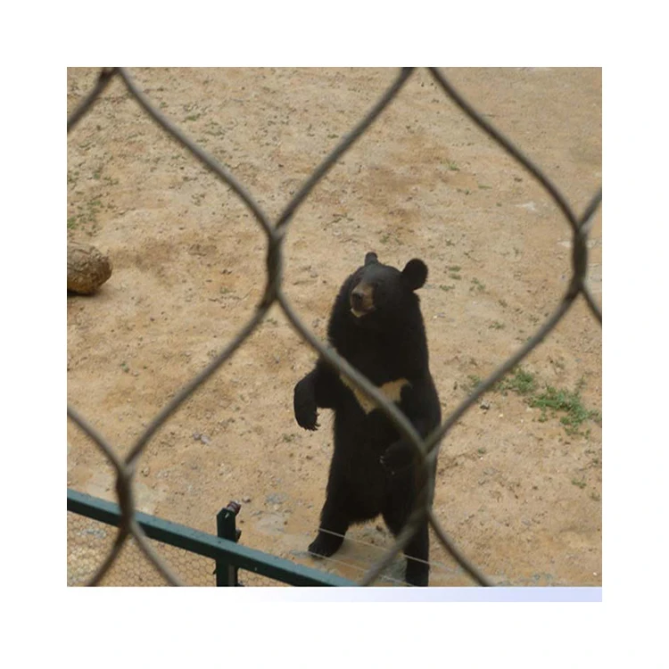 Stainless Steel Aviary Mesh Bird Netting The Big Zoo Stainless Steel Wire Rope Mesh Bird Cable Netting Aviary Mesh