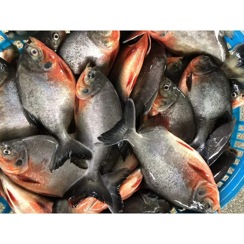 Pomfret frozen fishes pompano whole round 300-500g 500-800g iqf red pacu fish frozen red pomfret exporters