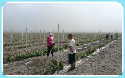 
Fiberglass Rod for Vine Growing/ Grape Growing/ Tomato/ Flower/ Tree, FRP Plant Support Pole 