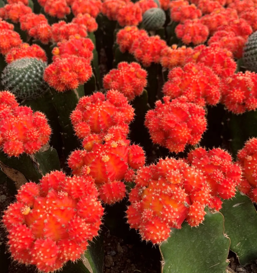 
Guaranteed quality beautiful real plant gymnocalycium mihanovichii cactus for indoor or outdoor 