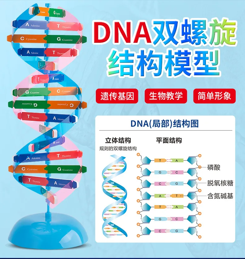 DNA model Biology educational    DNA structure model  middle school elementary school kindergarten students children diy science