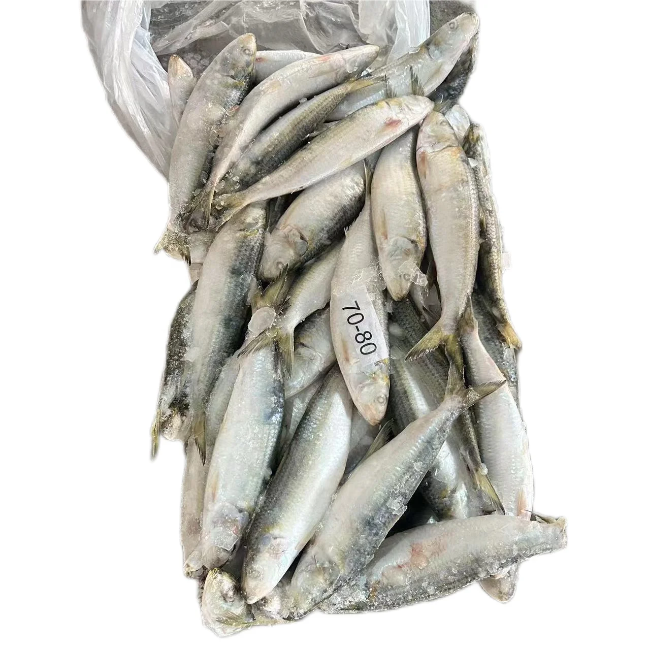 Ready Ship High Quality Frozen Sardine Fish Best Price Sardine for Market
