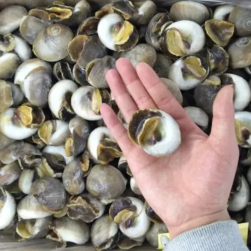 Hot Sale Good Quality Cold Storage Fresh Frozen Moon Snail