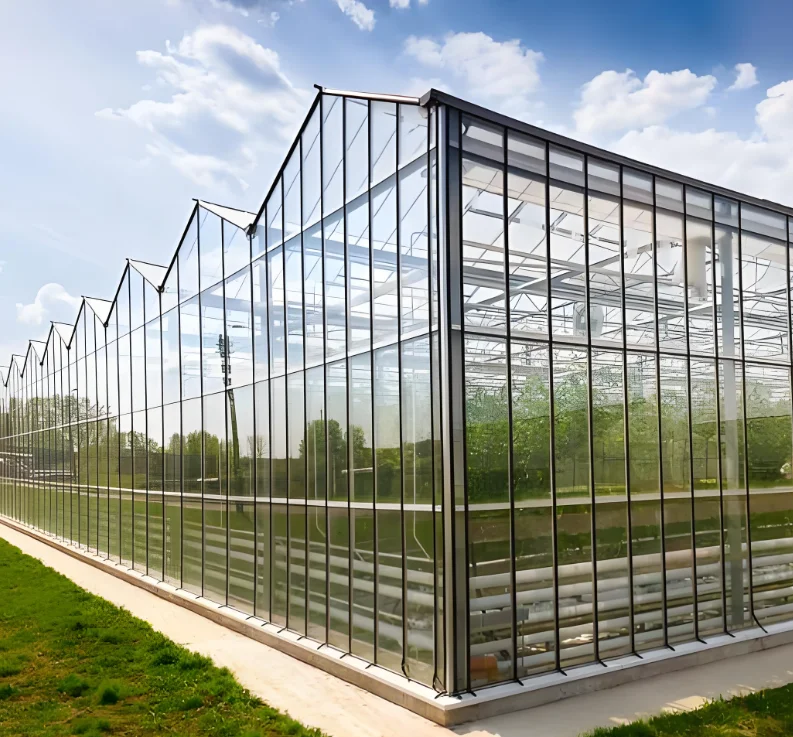 China Customized Intelligent Glass Multi Span Greenhouse for Lettuce Hydroponic Cultivation Film Steel Material Agriculture Use