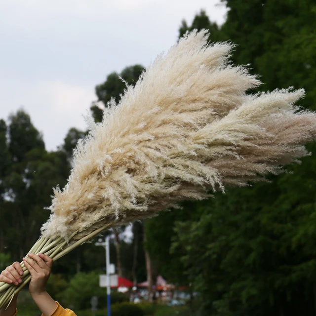 boho home wedding decor dried pompass grass flowers large pampas grass stems