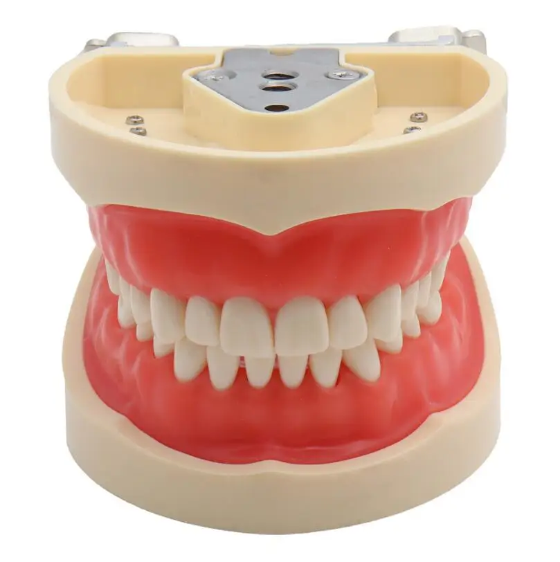 
 Dental orthodontic prosthetic removable ADC teaching model teaching kit of 32 teeth  